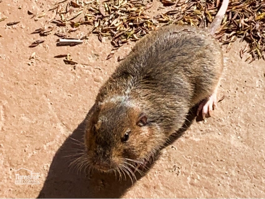 Best Gopher Control in San Diego 1 Gopher Removal Service